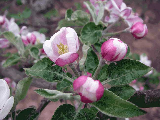 apple blossoms