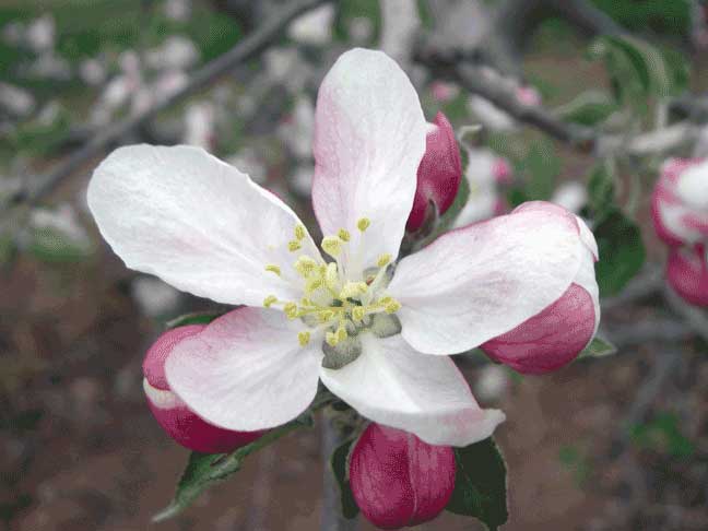 apple blossoms