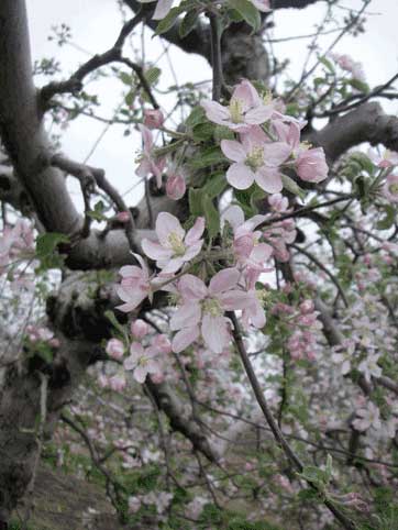 apple blossoms