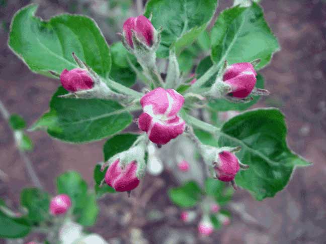 apple blossoms