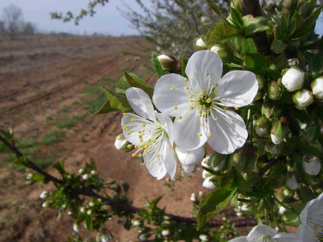 cherry blossoms