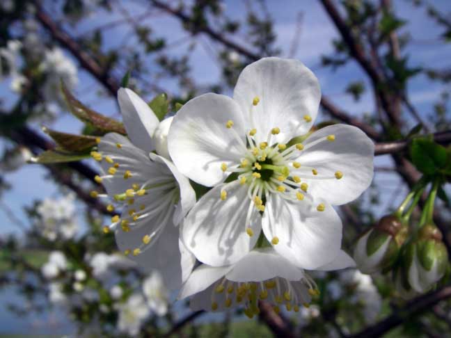 cherry blossoms