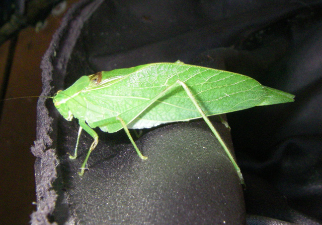 Katydid