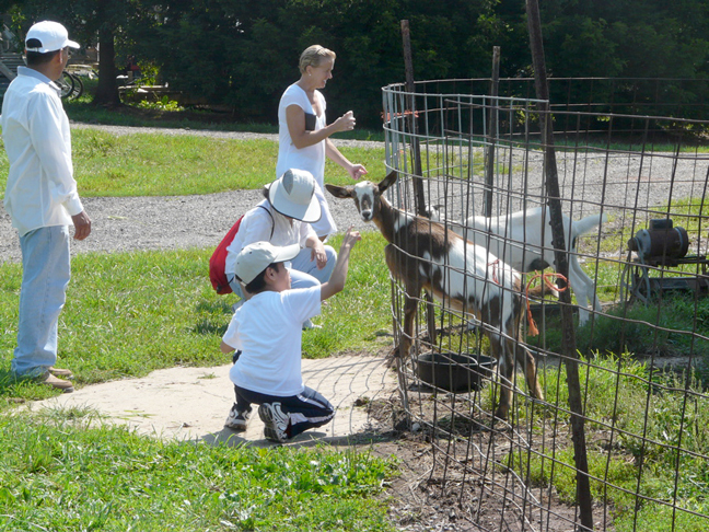 feed the goats