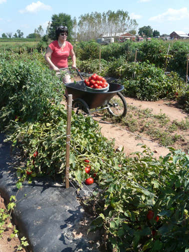 tomato picker
