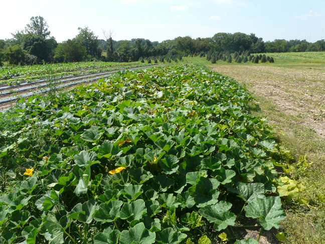 AG pumpkin patch