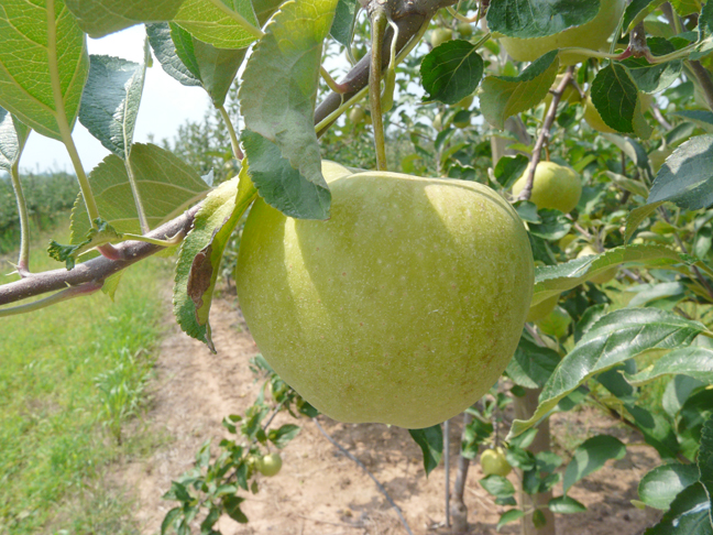 green apples