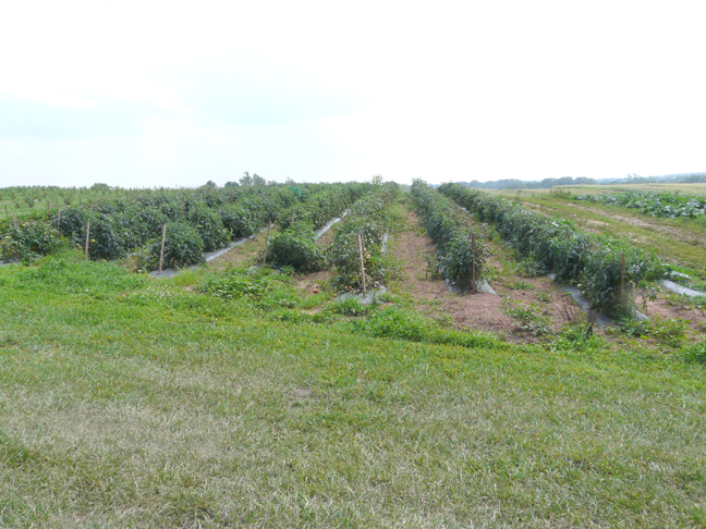 tomato rows