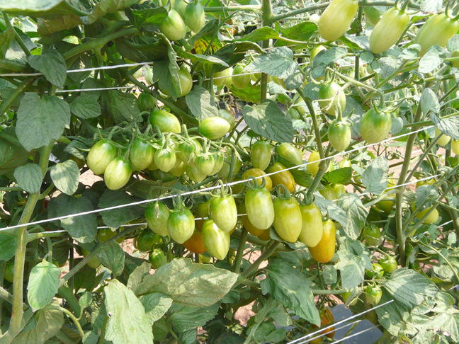 grape tomatoes