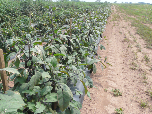 ripening tomatoes