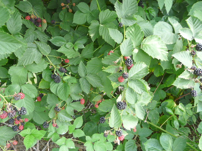 blackberry wall