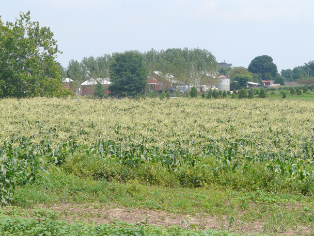 cornfield