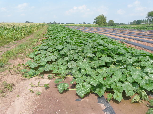 Atlantic Giant pumpkin plants