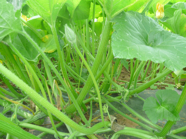 Atlantic Giant pumpkin vines