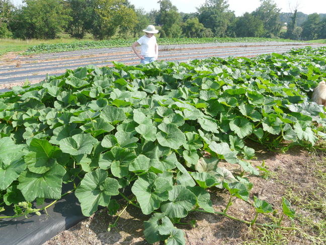 Maureen and AG Pumpkin plants