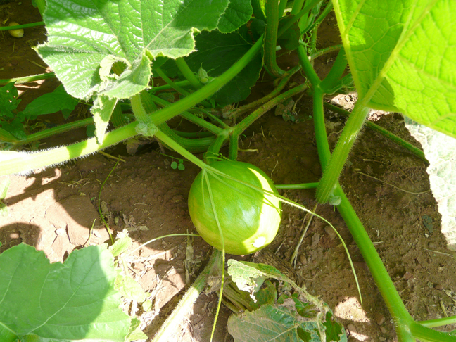 baby AG Pumpkin plants