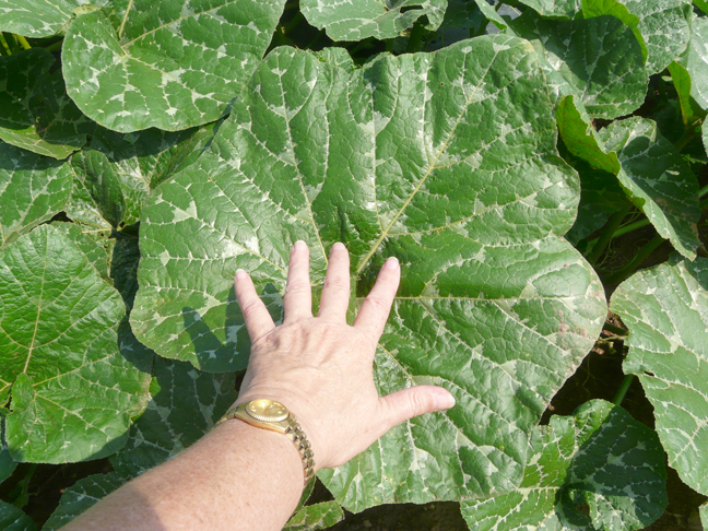 big AG Pumpkin leaf