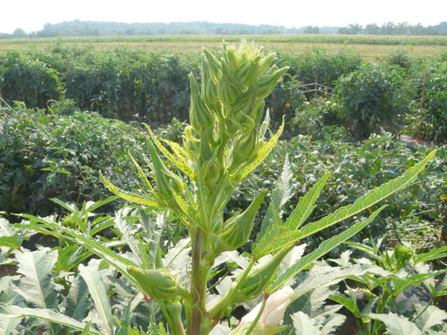 okra top