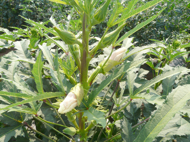 okra blossom