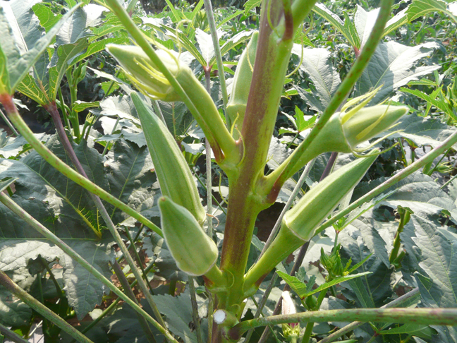 little Okra pods