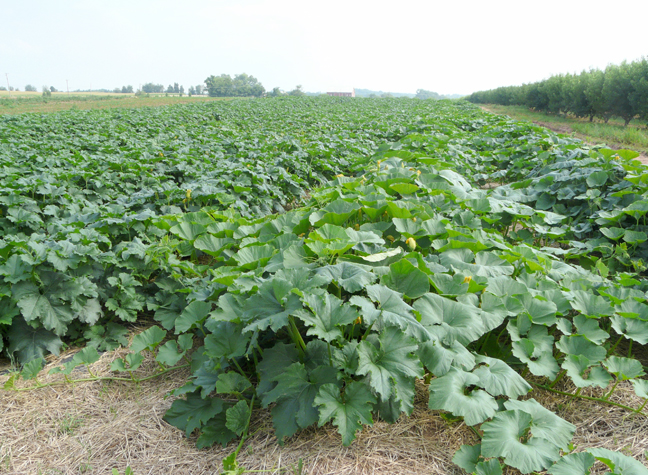 pumpkin plants