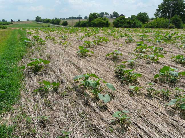 pumpkin field