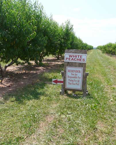 white peach sign