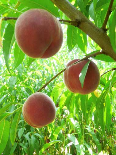 peaches