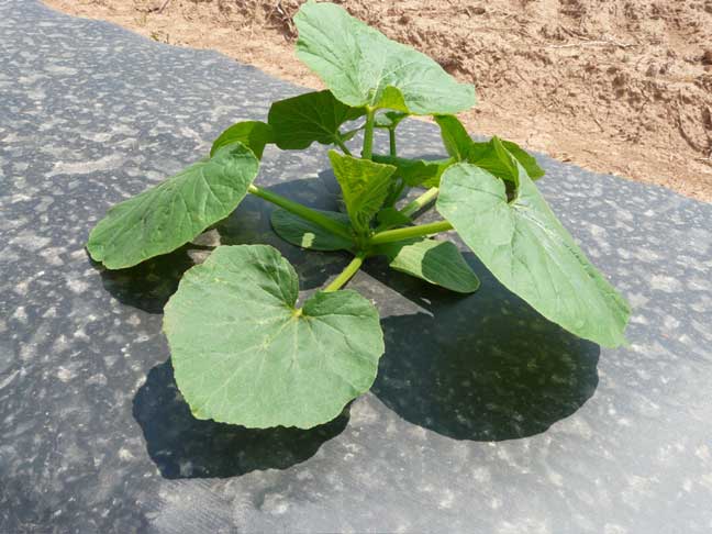 pumpkin plant