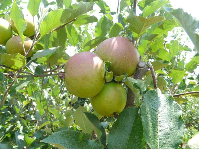 red blush on the apples