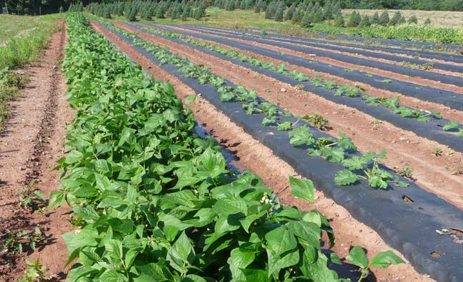 bean and pumpkin rows