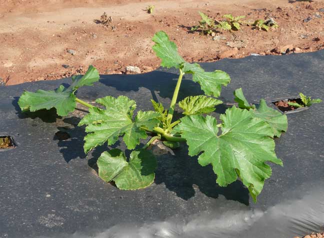 pumpkin plant