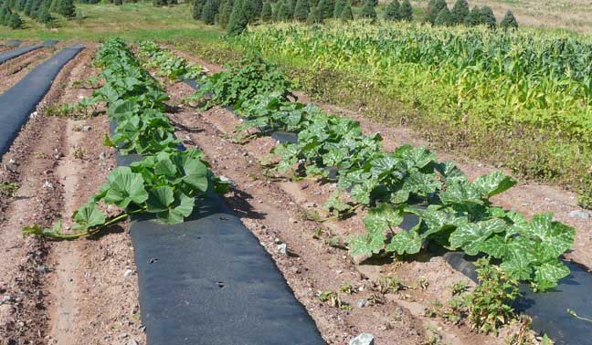 Atlantic Giant pumpkins