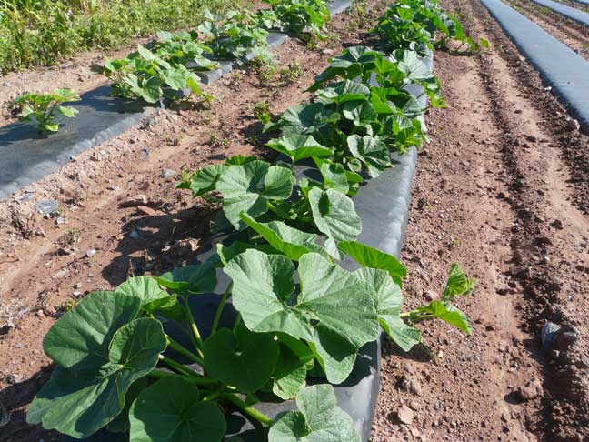 AG pumpkin plants