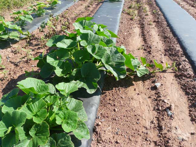 AG pumpkin plants