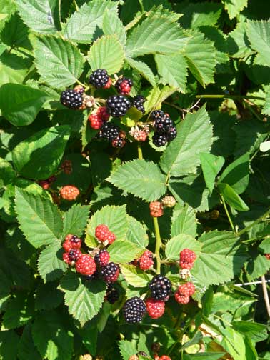 Thornless blackberries