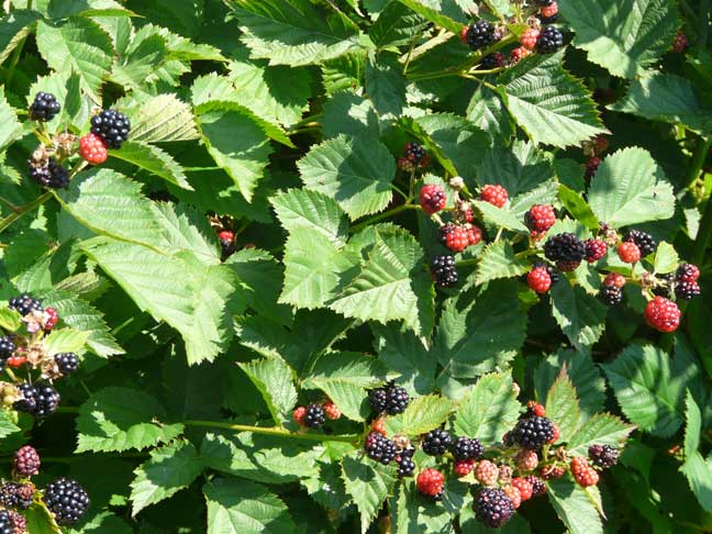 Thornless blackberries