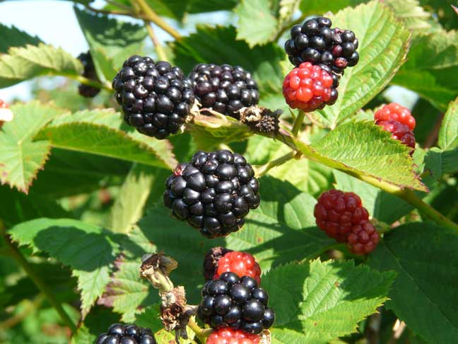 Thornless blackberries