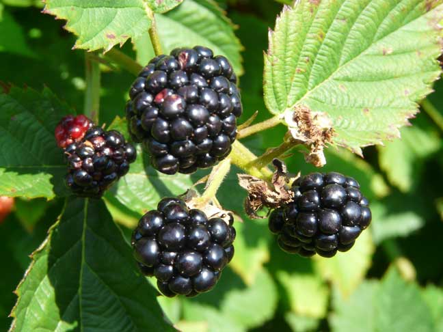 Thornless blackberries