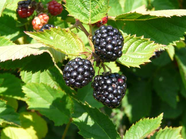 Thornless blackberries