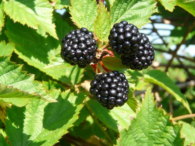 Thornless blackberries