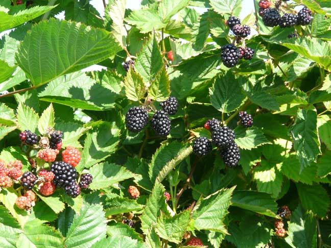 Thornless blackberries