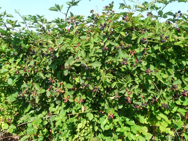 Thornless blackberries