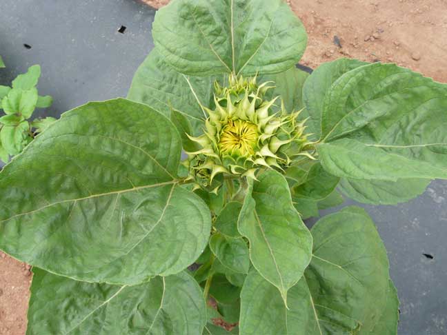 sunflower bud