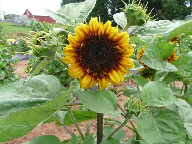 sunflower