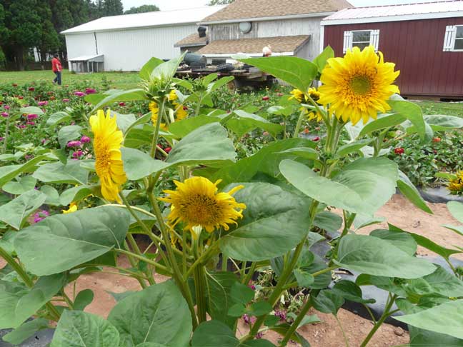 sunflower