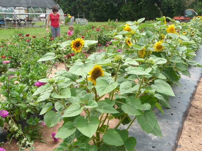 sunflower rows