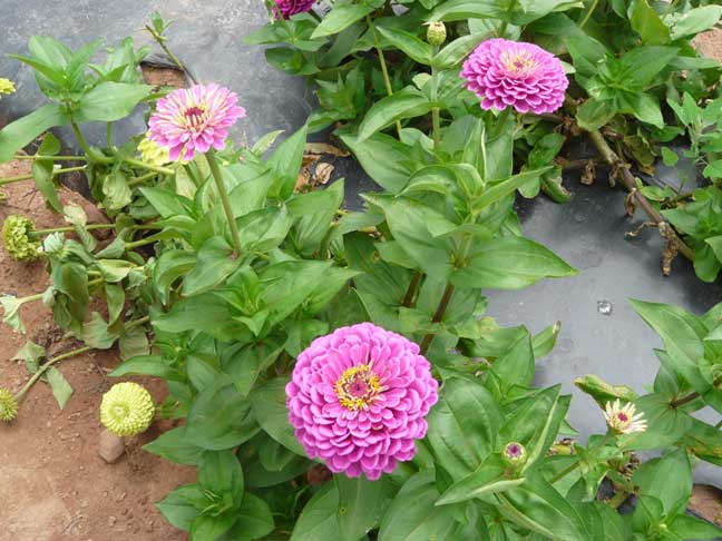 zinnias