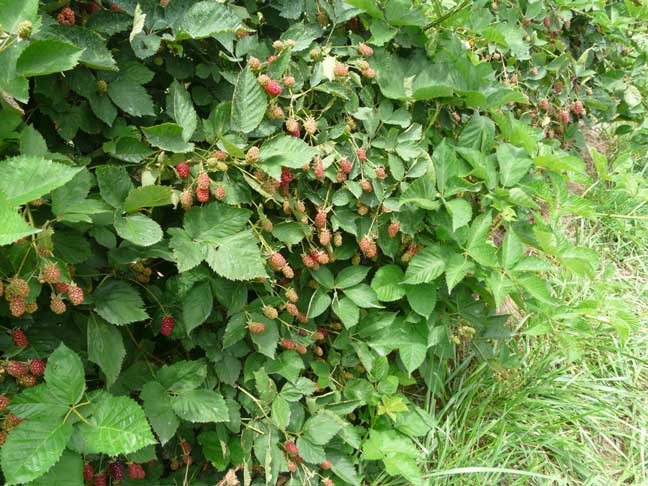 thorny blackberries