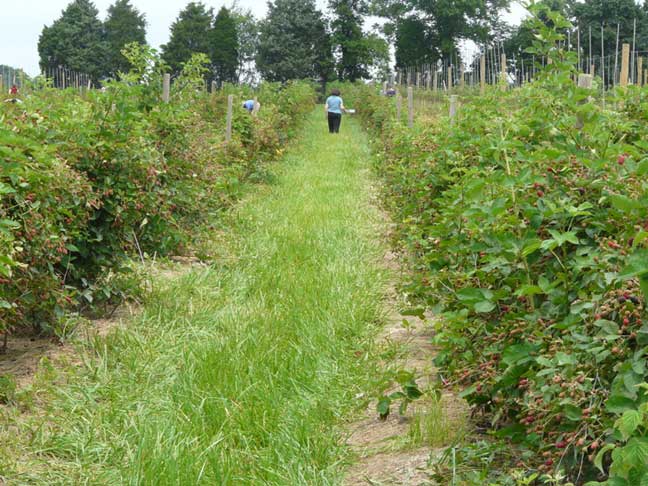 thorny blackberries rows